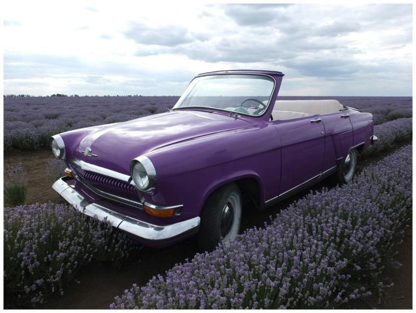 Vintage Purple Car Lavender