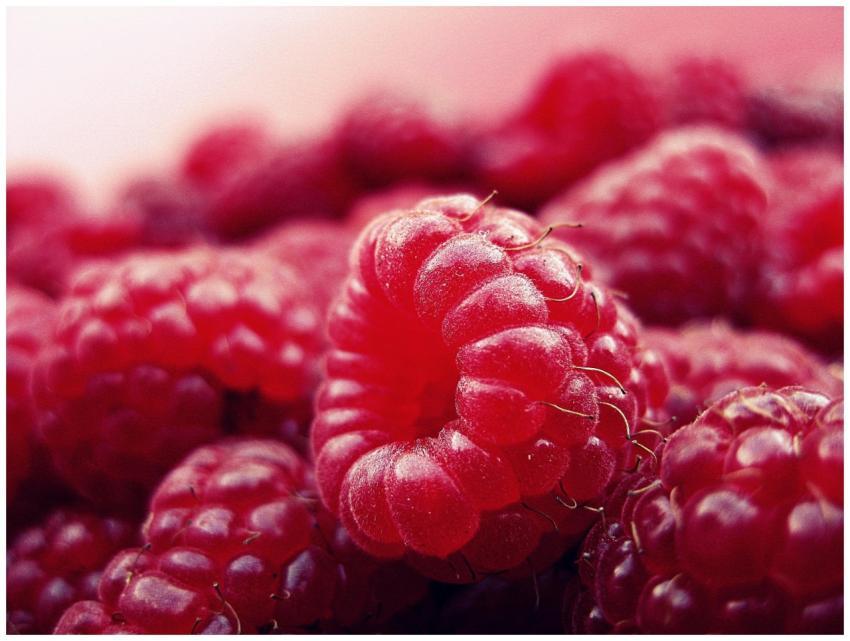 Detailed close-up of fresh, vibrant, and ripe rasp