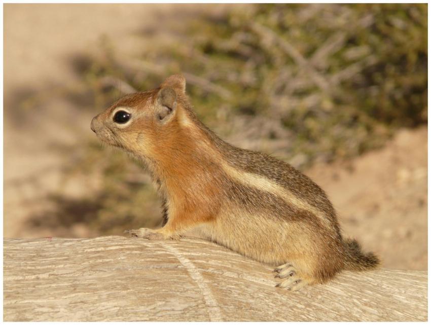 A detailed close-up of a chipmunk on a log, showca