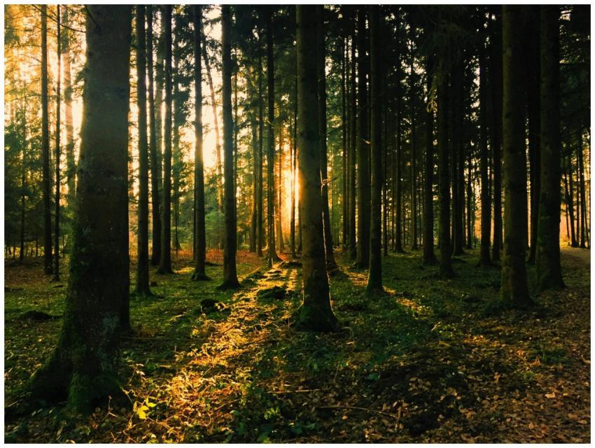 Captivating sunset in a conifer forest, showcasing