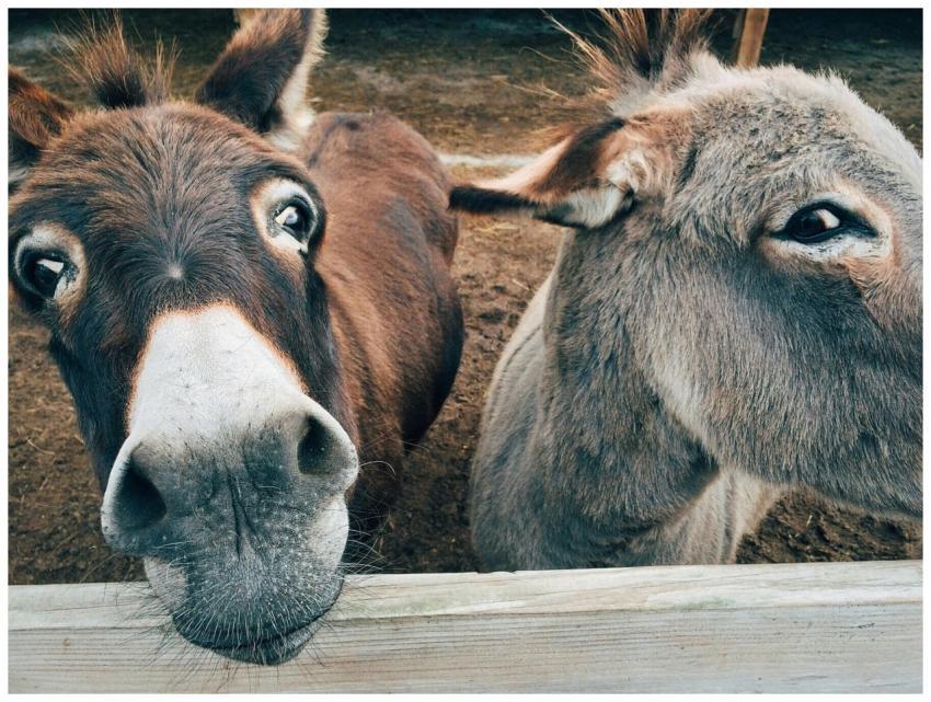 Close-up of two cute donkeys on a farm, showcasing