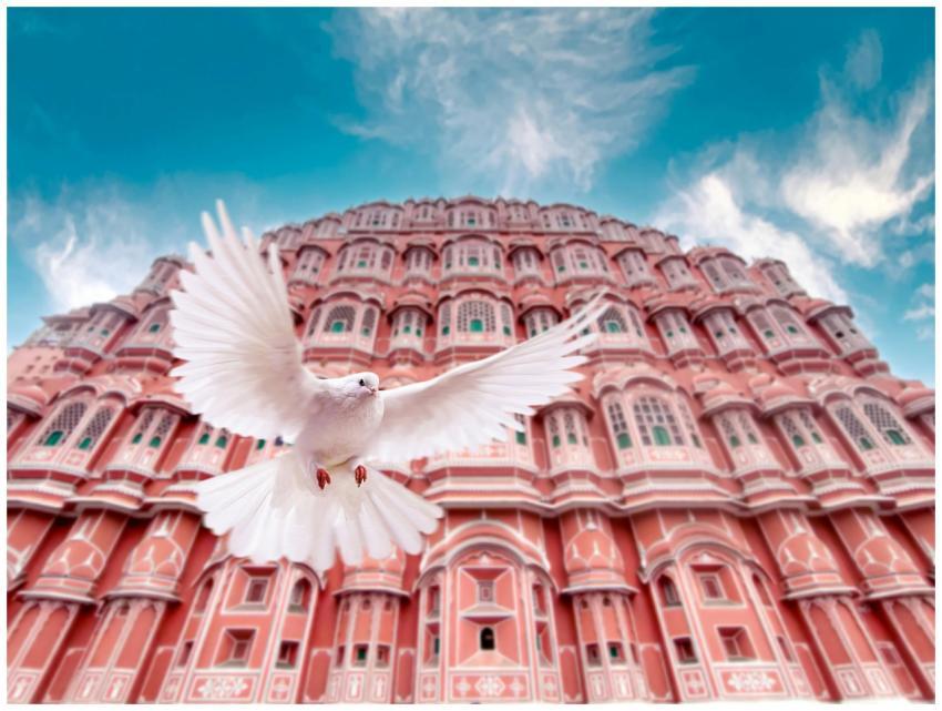 A white dove gracefully flying in front of the ico