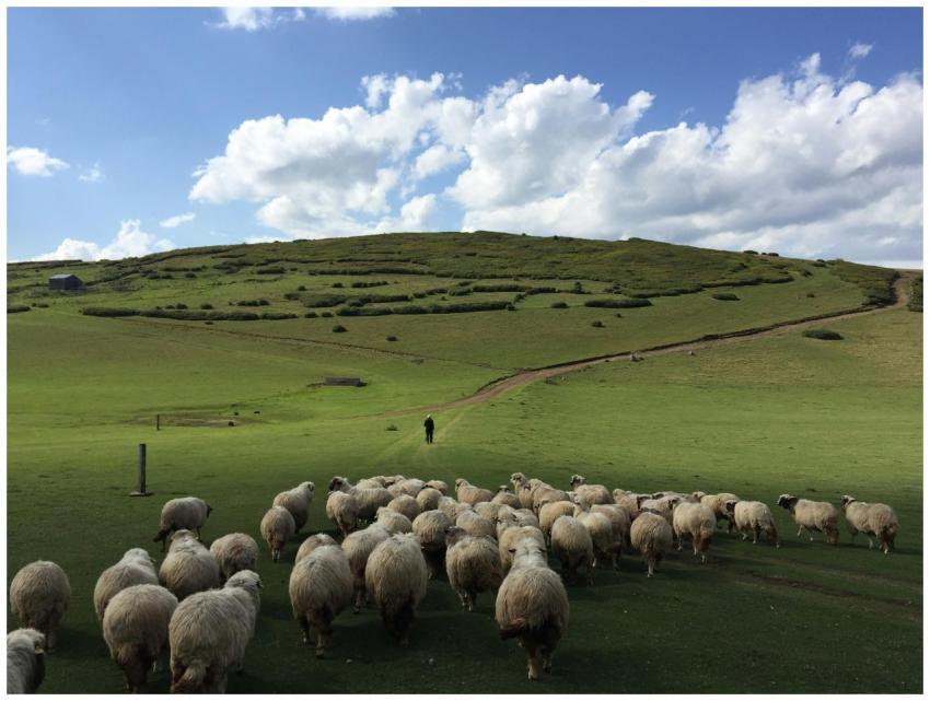A scenic view of a sheep herd grazing in the lush