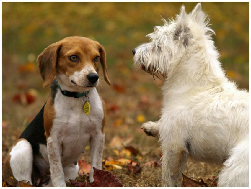 Two playful dogs, a Beagle and West Highland Terri