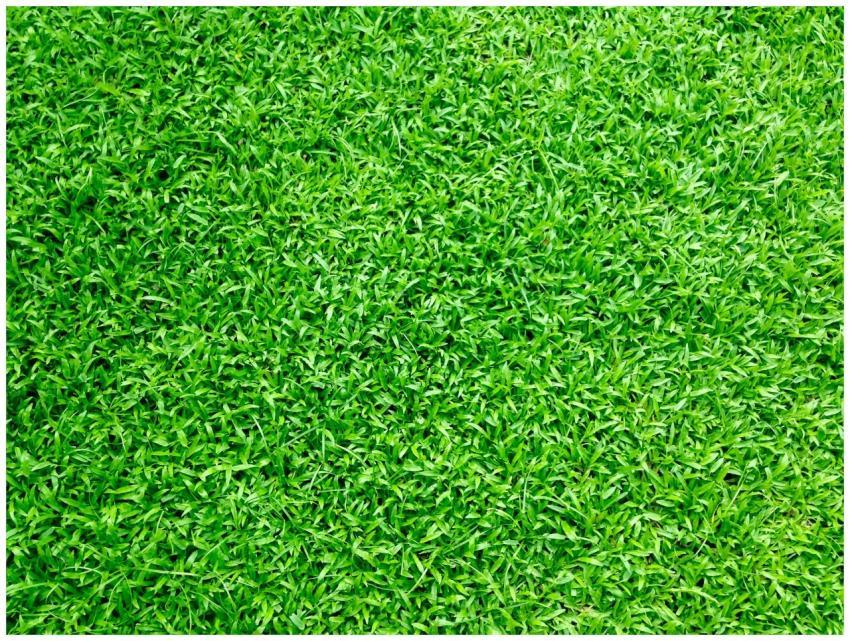 Vibrant green grass close-up, perfect for backgrou