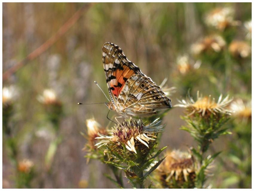 Close-up of a Painted Lady butterfly on a wild flo