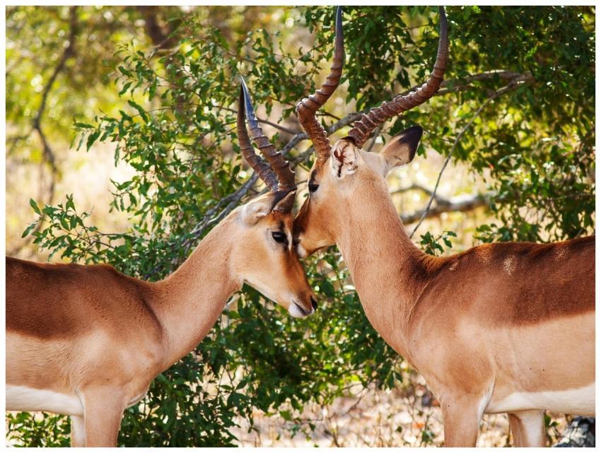 Two impalas nuzzling under foliage, showcasing wil