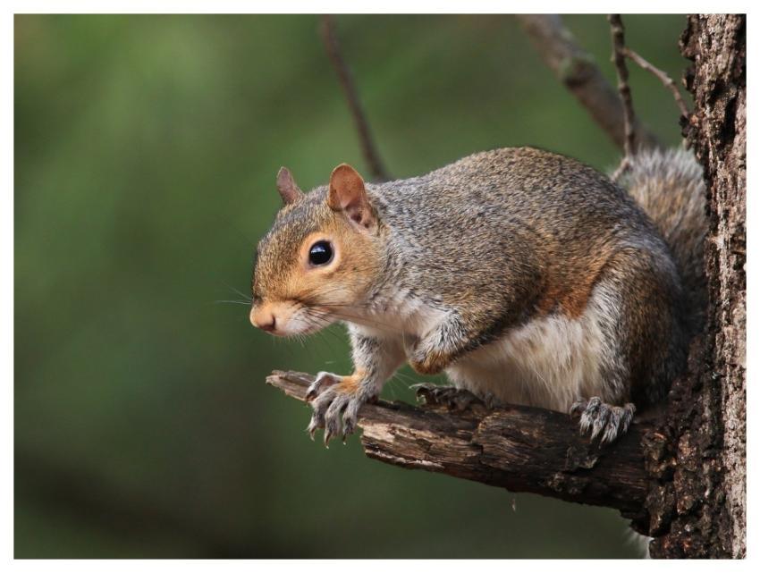 Squirrel Wildlife Nature Animal