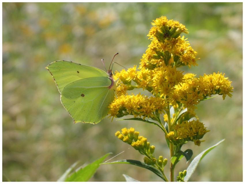 A brimstone butterfly perched on vibrant yellow go