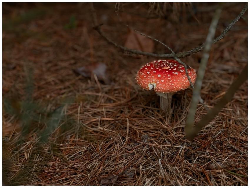 Captivating macro shot of a red Fly Agaric mushroo