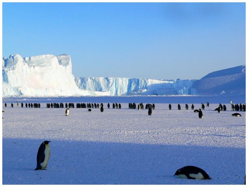 A colony of emperor penguins on the icy plains of