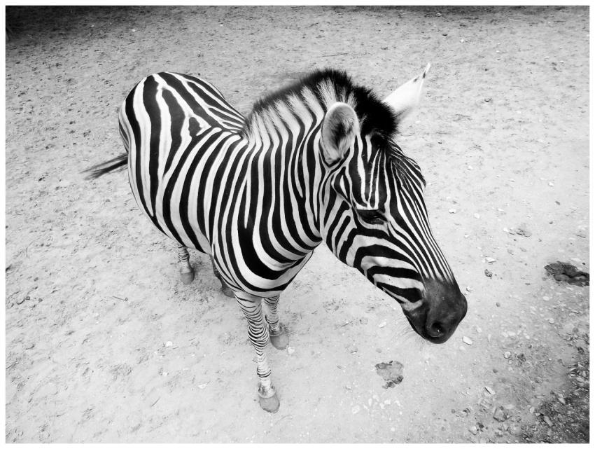 A black and white photo of a zebra standing outdoo