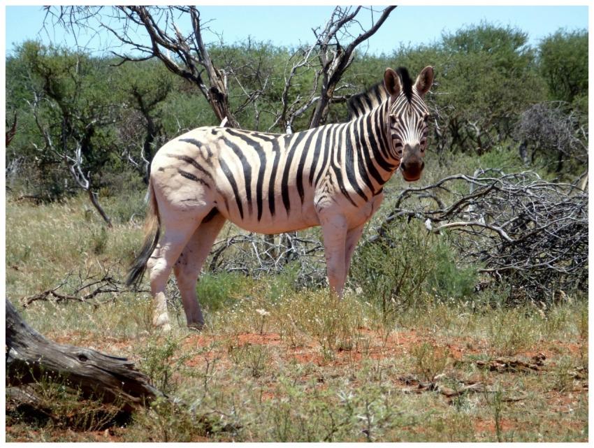A zebra stands elegantly in a vibrant African sava