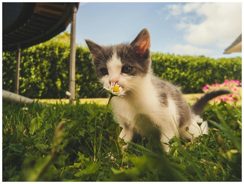 Charming kitten enjoying a sunny day in a grassy g