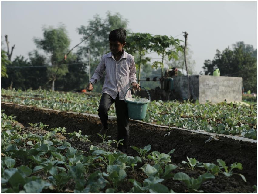 Free stock photo of a life, agriculture, art lesso