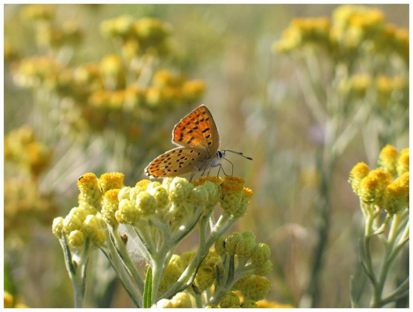 Close-up of a copper butterfly perched on vibrant