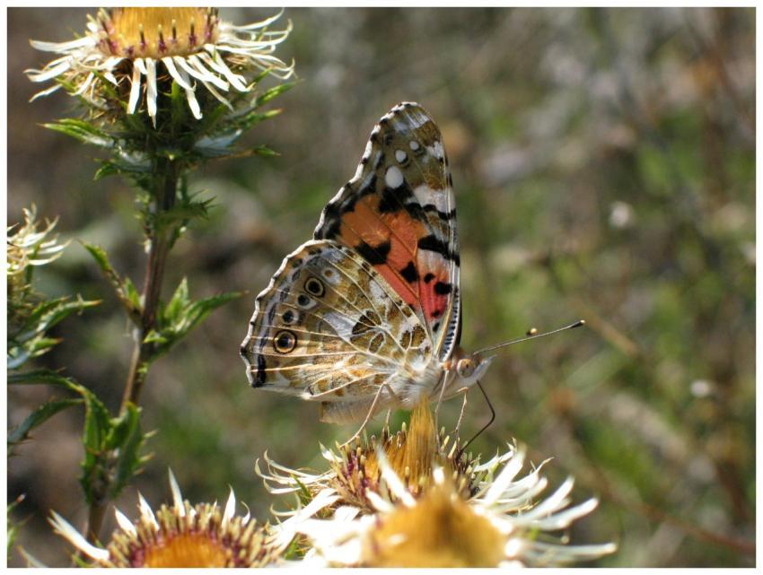 A vibrant Painted Lady butterfly rests on a thistl