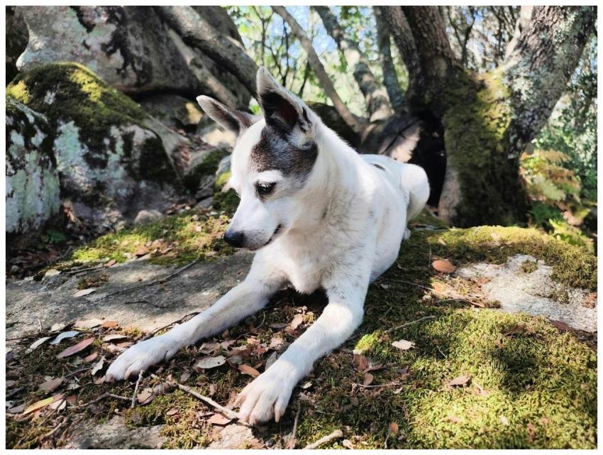 White dog lying on moss-covered rocks surrounded b