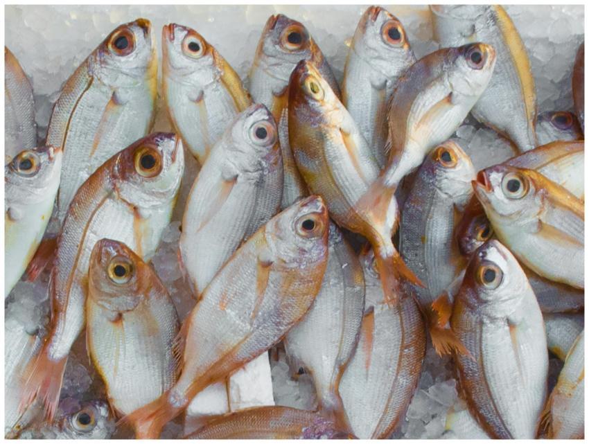 A vibrant display of fresh fish on ice at a seafoo