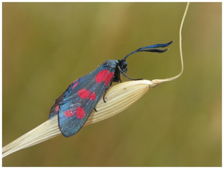Macro shot of a Six-spot Burnet moth with vibrant