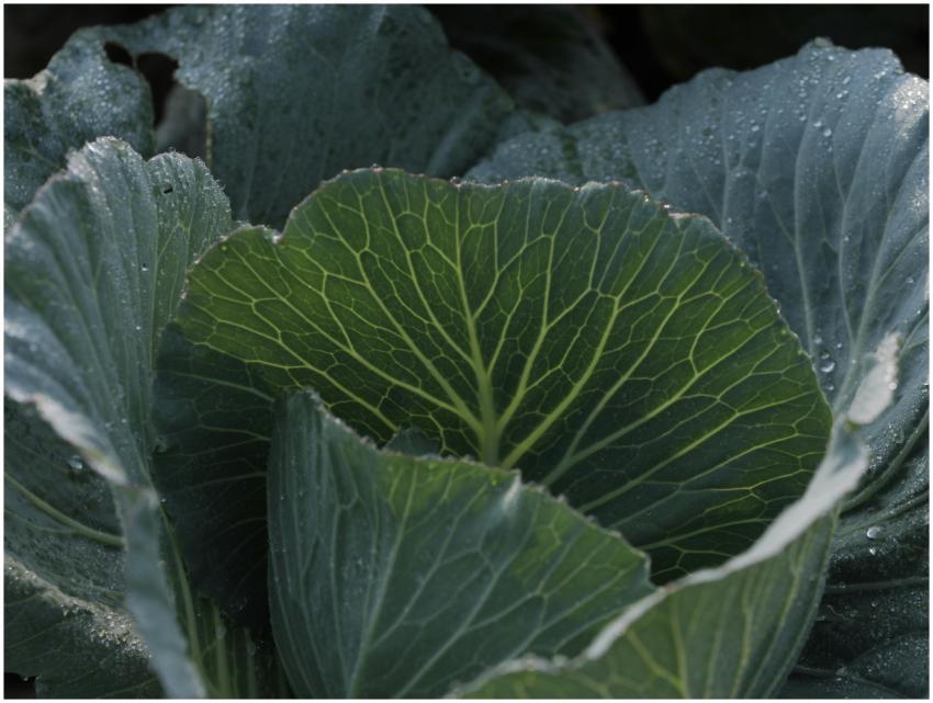 Free stock photo of agriculture, botanicalart, cab