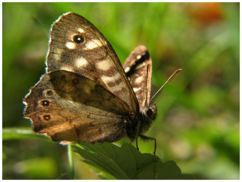 Detailed shot of a Speckled Wood butterfly resting