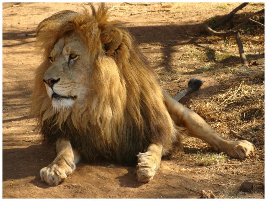 Close-up photo of a lion in Bo-Karoo, South Africa
