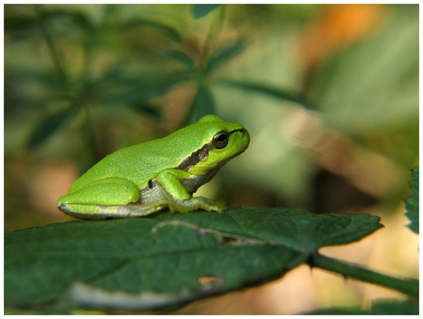A vibrant green tree frog rests on a leaf in a nat