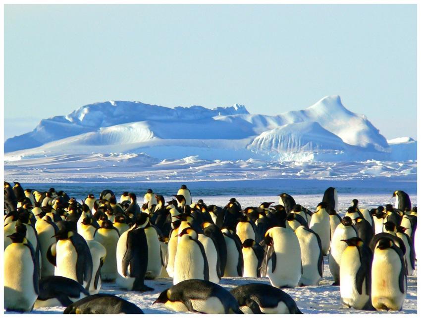 Group of emperor penguins congregating on Antarcti
