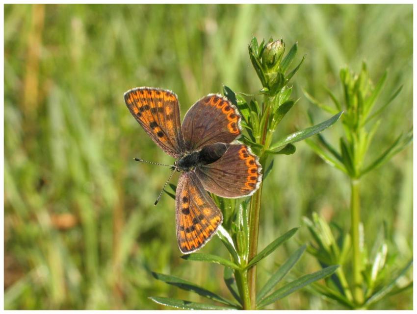 Detailed shot of a brown butterfly resting on a vi
