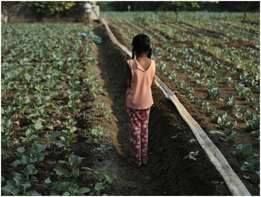 Free stock photo of agriculture, beautiful indian