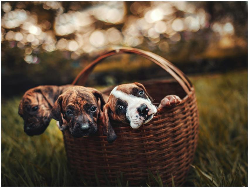 Three cute puppies snuggled together in a wicker b