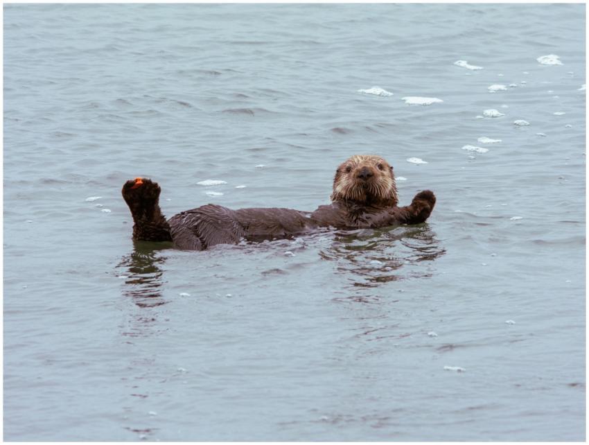 A sea otter floating peacefully in the ocean off t