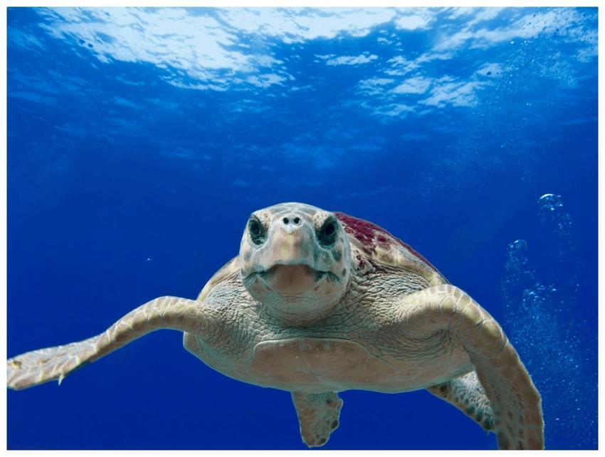 Captivating close-up of a sea turtle gracefully sw
