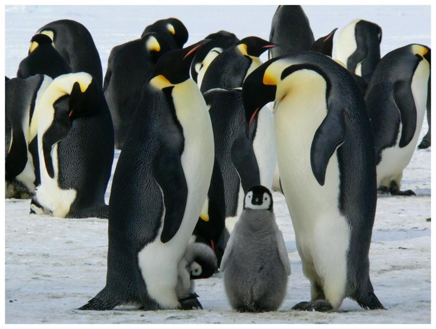 A group of emperor penguins with their chicks on a