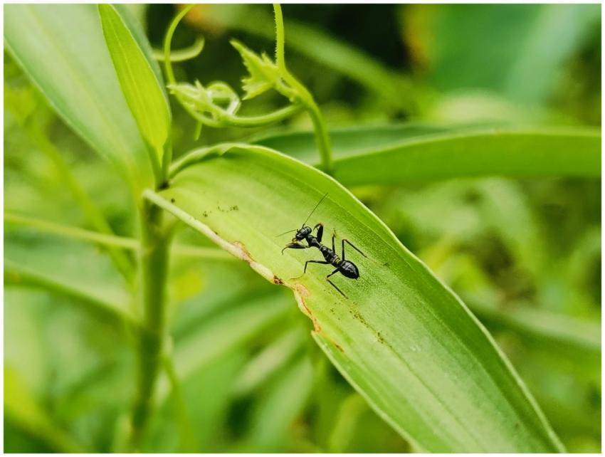 Asian ant mantis