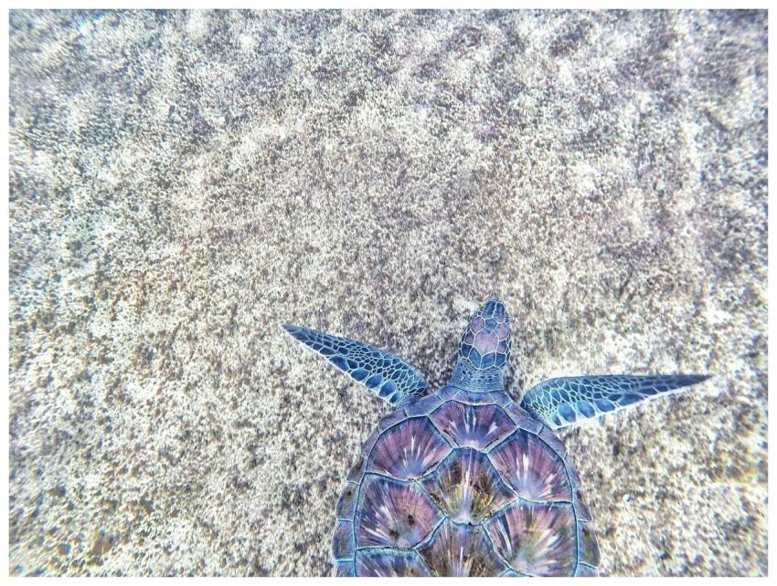 A stunning aerial view of a sea turtle swimming in