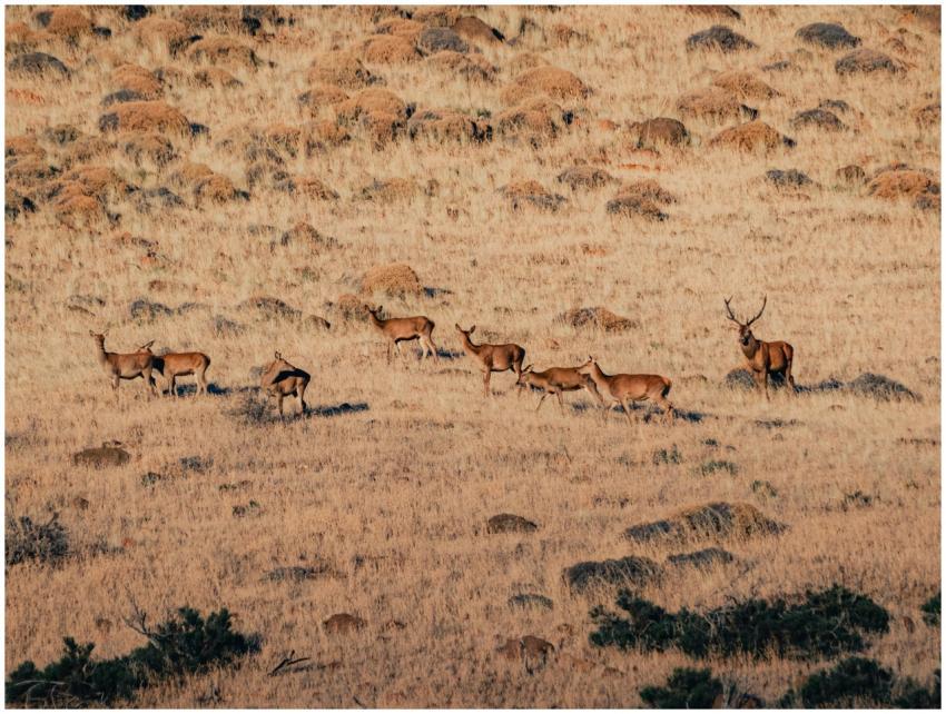 A herd of red deer roaming a rural field in Neuqué