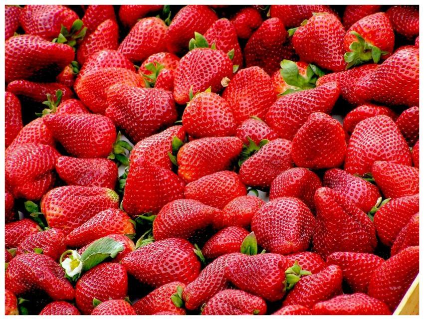 A close-up of plump, fresh strawberries showcasing