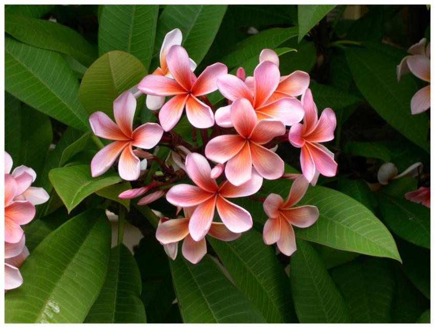 Close-up of vibrant pink plumeria flowers with lus