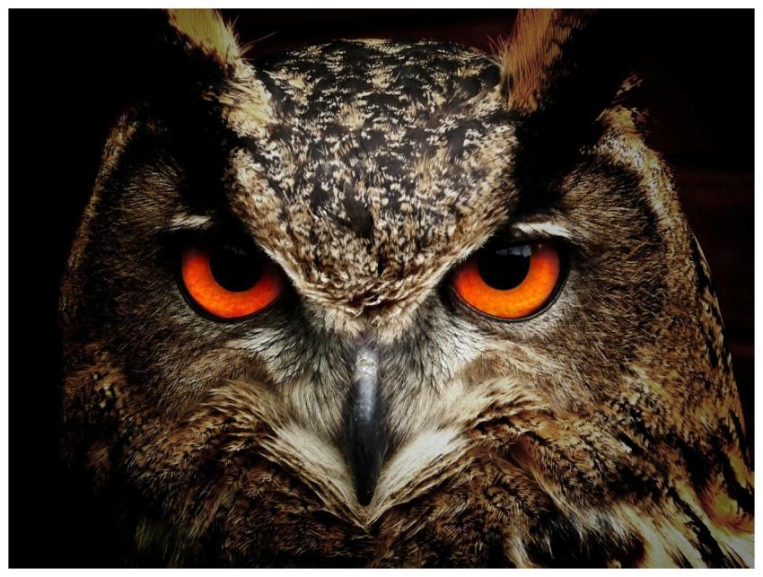 Intense close-up of an owl showcasing its vibrant