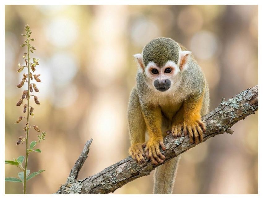Squirrel Monkey Monkey Primate Animal