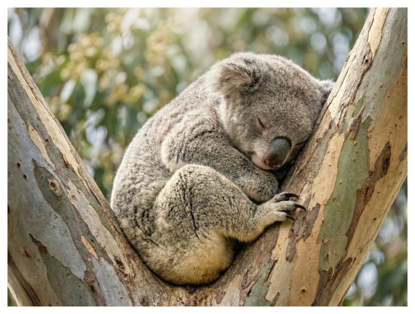 Koala Animal Wild Animals Mammal