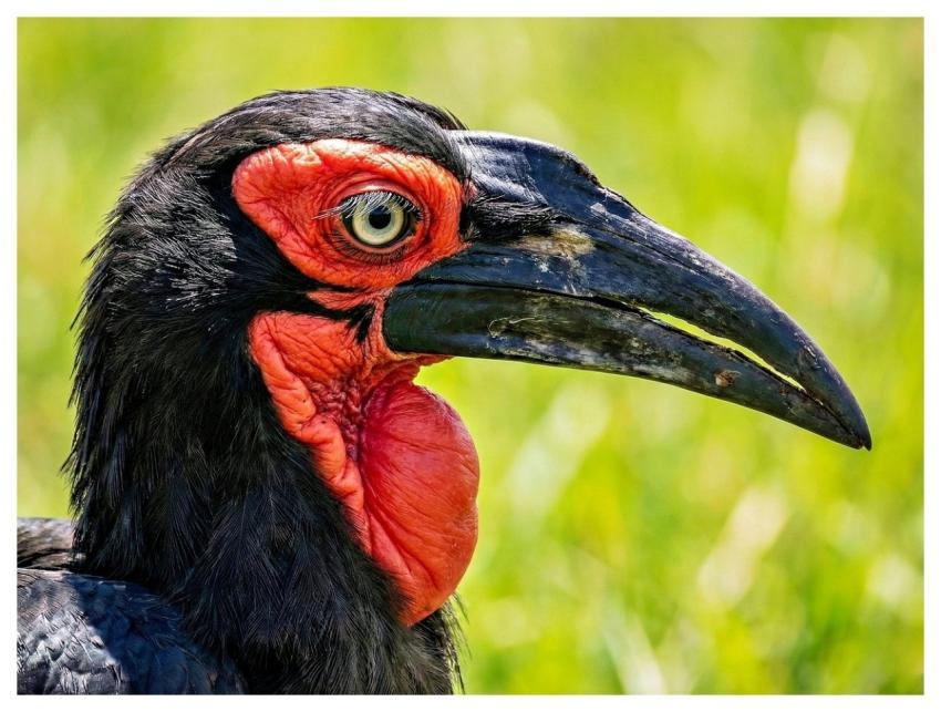 Bird Hornbill Southern Ground Hornbill Wild