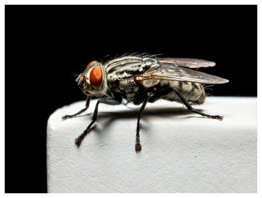 Fly Bug Macro Close Up