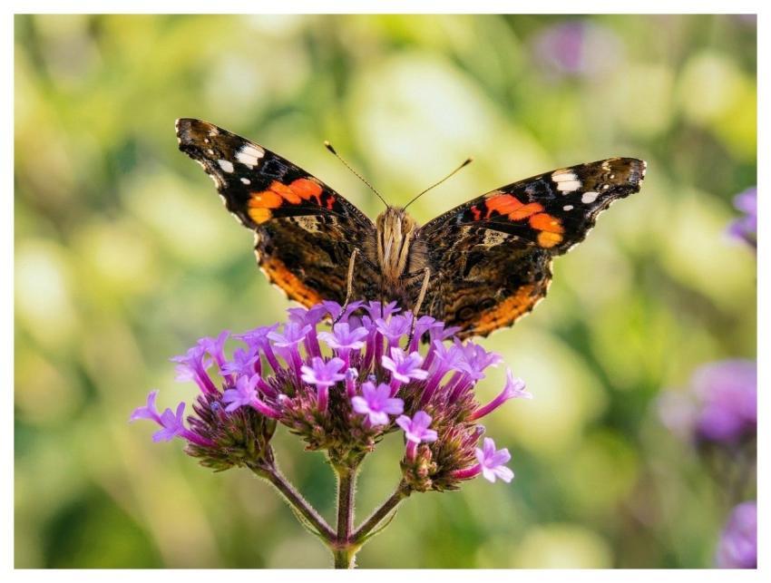 Butterfly Atalanta Flower Background Bug
