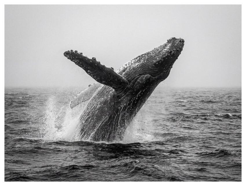 Whale Fish Nature Underwater