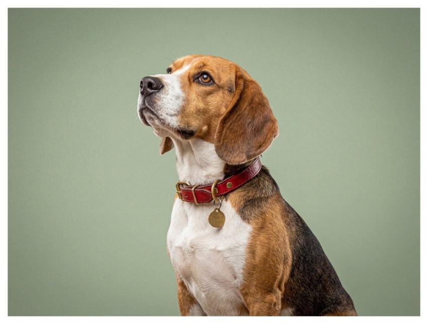 Dog Pet Animal Portrait