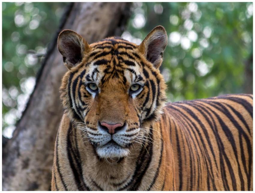 Close-up of a Bengal tiger in the wild, showcasing