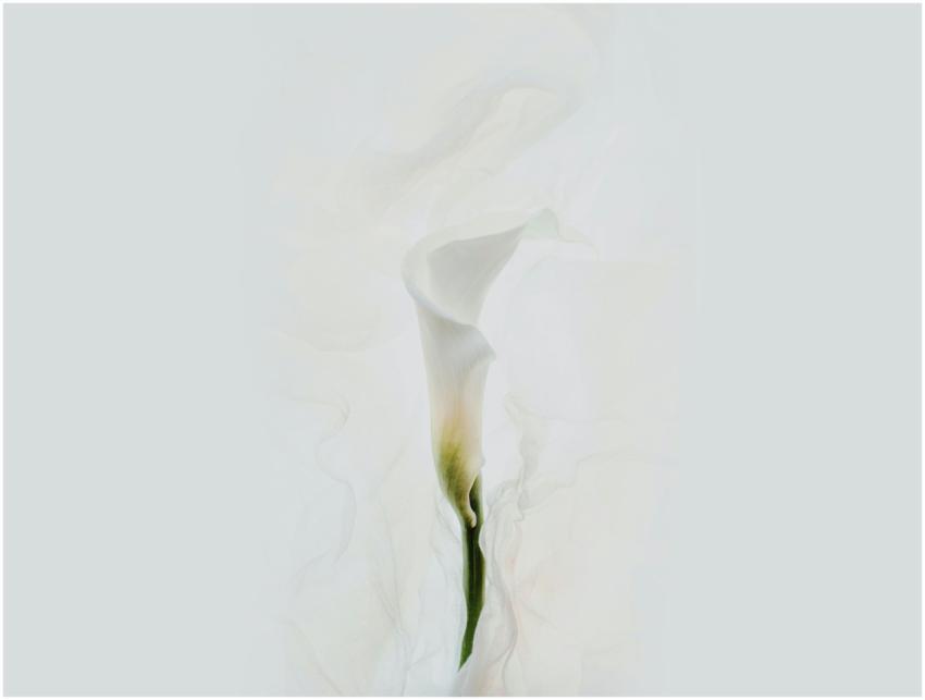 Close-up of a delicate white calla lily with a sof